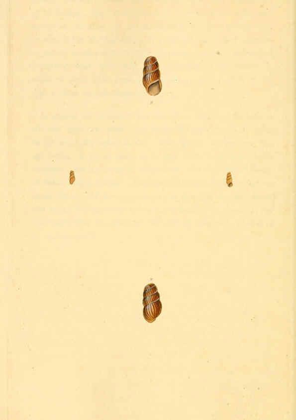 Reproducción/Reproduction 6126646609: The natural history of British shells. v.1-3. London :Printed for the Author, and for F.C. and J. Rivington, by Bye and Law,1800-1804