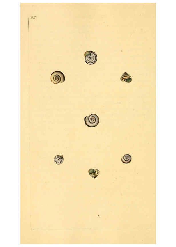 Reproducción/Reproduction 6127189560: The natural history of British shells. v.1-3. London :Printed for the Author, and for F.C. and J. Rivington, by Bye and Law,1800-1804
