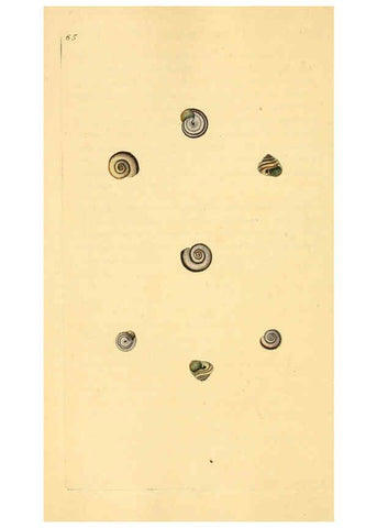 Reproducción/Reproduction 6127189560: The natural history of British shells. v.1-3. London :Printed for the Author, and for F.C. and J. Rivington, by Bye and Law,1800-1804