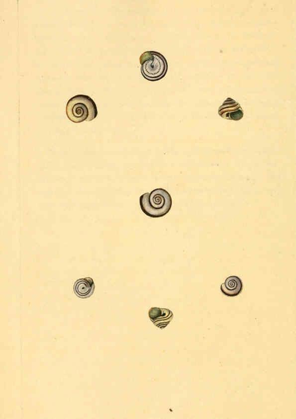Reproducción/Reproduction 6127189560: The natural history of British shells. v.1-3. London :Printed for the Author, and for F.C. and J. Rivington, by Bye and Law,1800-1804