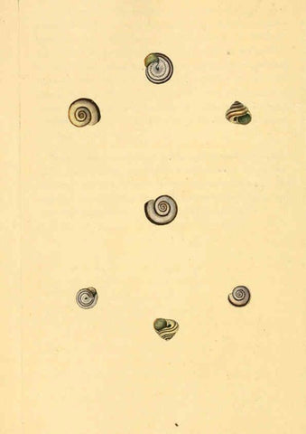 Reproducción/Reproduction 6127189560: The natural history of British shells. v.1-3. London :Printed for the Author, and for F.C. and J. Rivington, by Bye and Law,1800-1804
