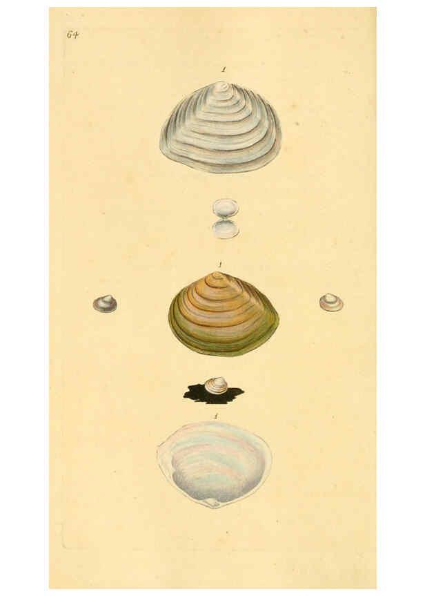 Reproducción/Reproduction 6127189282: The natural history of British shells. v.1-3. London :Printed for the Author, and for F.C. and J. Rivington, by Bye and Law,1800-1804