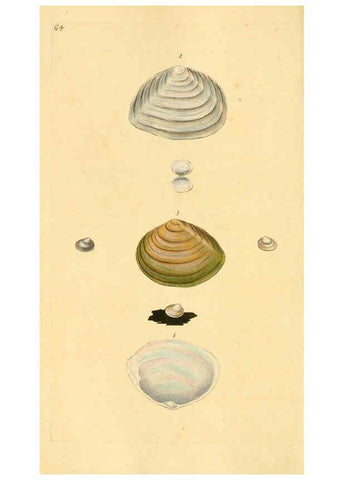 Reproducción/Reproduction 6127189282: The natural history of British shells. v.1-3. London :Printed for the Author, and for F.C. and J. Rivington, by Bye and Law,1800-1804