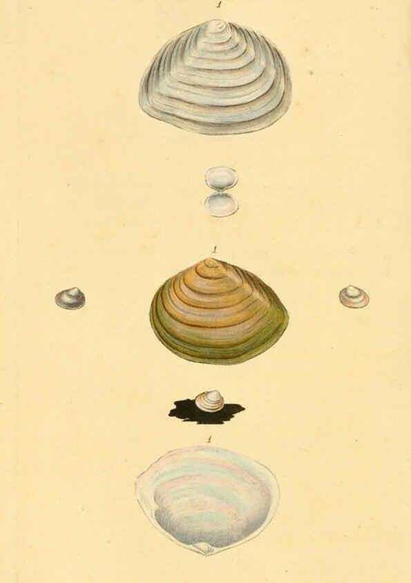 Reproducción/Reproduction 6127189282: The natural history of British shells. v.1-3. London :Printed for the Author, and for F.C. and J. Rivington, by Bye and Law,1800-1804