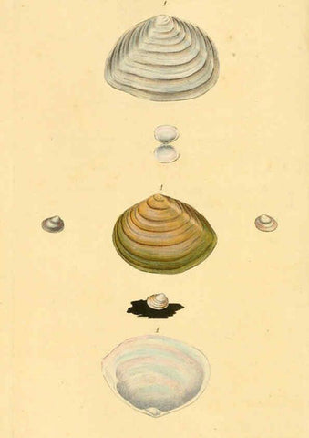 Reproducción/Reproduction 6127189282: The natural history of British shells. v.1-3. London :Printed for the Author, and for F.C. and J. Rivington, by Bye and Law,1800-1804