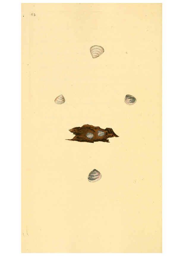 Reproducción/Reproduction 6127188832: The natural history of British shells. v.1-3. London :Printed for the Author, and for F.C. and J. Rivington, by Bye and Law,1800-1804