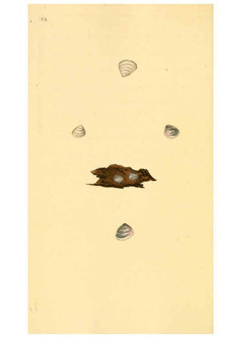 Reproducción/Reproduction 6127188832: The natural history of British shells. v.1-3. London :Printed for the Author, and for F.C. and J. Rivington, by Bye and Law,1800-1804