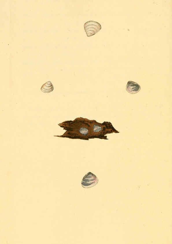 Reproducción/Reproduction 6127188832: The natural history of British shells. v.1-3. London :Printed for the Author, and for F.C. and J. Rivington, by Bye and Law,1800-1804