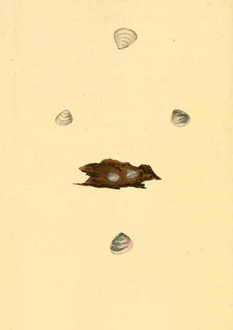 Reproducción/Reproduction 6127188832: The natural history of British shells. v.1-3. London :Printed for the Author, and for F.C. and J. Rivington, by Bye and Law,1800-1804