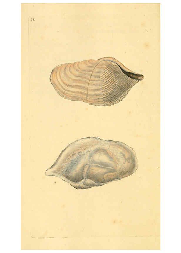 Reproducción/Reproduction 6126641979: The natural history of British shells. v.1-3. London :Printed for the Author, and for F.C. and J. Rivington, by Bye and Law,1800-1804
