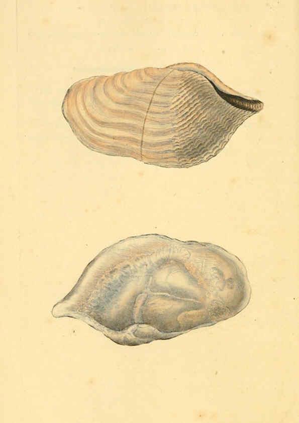 Reproducción/Reproduction 6126641979: The natural history of British shells. v.1-3. London :Printed for the Author, and for F.C. and J. Rivington, by Bye and Law,1800-1804