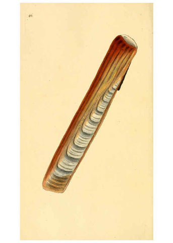Reproducción/Reproduction 6127185018: The natural history of British shells. v.1-3. London :Printed for the Author, and for F.C. and J. Rivington, by Bye and Law,1800-1804
