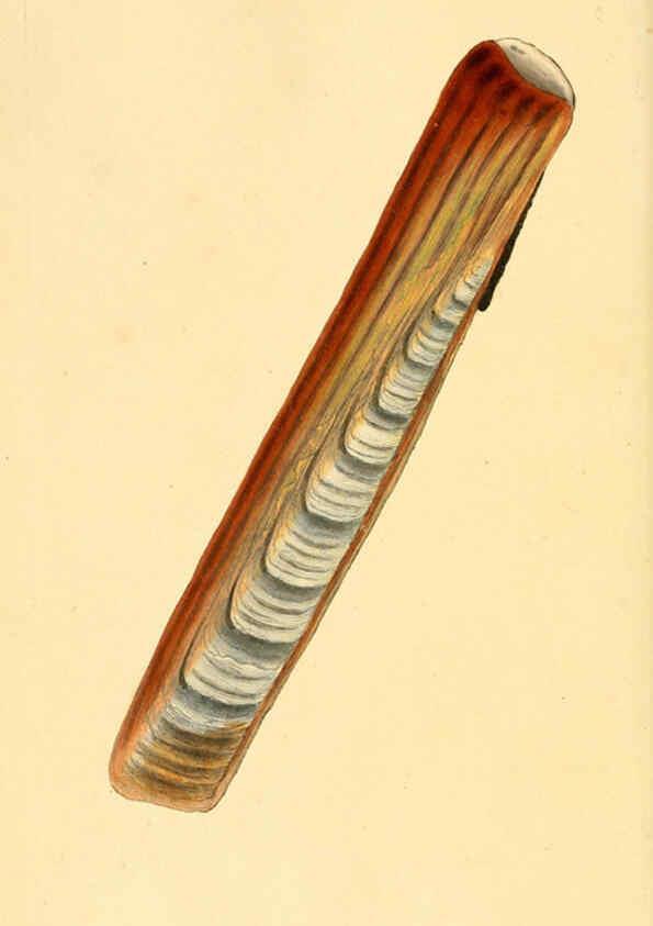 Reproducción/Reproduction 6127185018: The natural history of British shells. v.1-3. London :Printed for the Author, and for F.C. and J. Rivington, by Bye and Law,1800-1804