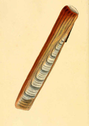 Reproducción/Reproduction 6127185018: The natural history of British shells. v.1-3. London :Printed for the Author, and for F.C. and J. Rivington, by Bye and Law,1800-1804