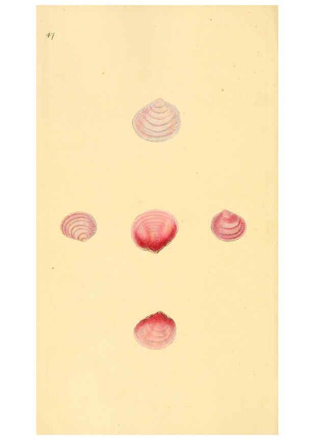 Reproducción/Reproduction 6126638321: The natural history of British shells. v.1-3. London :Printed for the Author, and for F.C. and J. Rivington, by Bye and Law,1800-1804