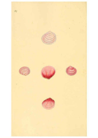 Reproducción/Reproduction 6126638321: The natural history of British shells. v.1-3. London :Printed for the Author, and for F.C. and J. Rivington, by Bye and Law,1800-1804