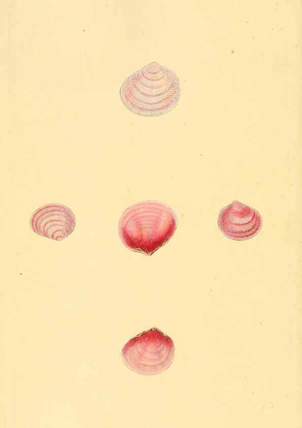 Reproducción/Reproduction 6126638321: The natural history of British shells. v.1-3. London :Printed for the Author, and for F.C. and J. Rivington, by Bye and Law,1800-1804