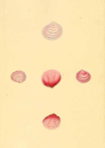 Reproducción/Reproduction 6126638321: The natural history of British shells. v.1-3. London :Printed for the Author, and for F.C. and J. Rivington, by Bye and Law,1800-1804