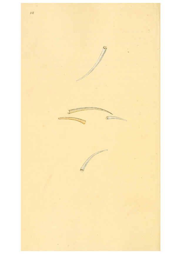 Reproducción/Reproduction 6127185384: The natural history of British shells. v.1-3. London :Printed for the Author, and for F.C. and J. Rivington, by Bye and Law,1800-1804
