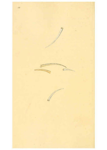 Reproducción/Reproduction 6127185384: The natural history of British shells. v.1-3. London :Printed for the Author, and for F.C. and J. Rivington, by Bye and Law,1800-1804