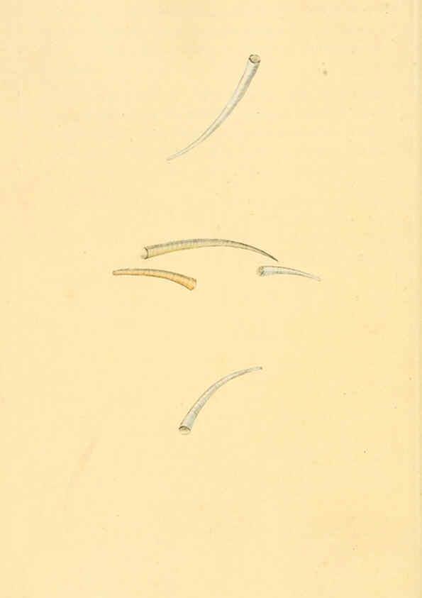Reproducción/Reproduction 6127185384: The natural history of British shells. v.1-3. London :Printed for the Author, and for F.C. and J. Rivington, by Bye and Law,1800-1804
