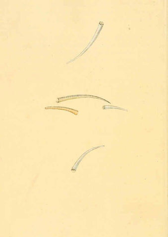 Reproducción/Reproduction 6127185384: The natural history of British shells. v.1-3. London :Printed for the Author, and for F.C. and J. Rivington, by Bye and Law,1800-1804