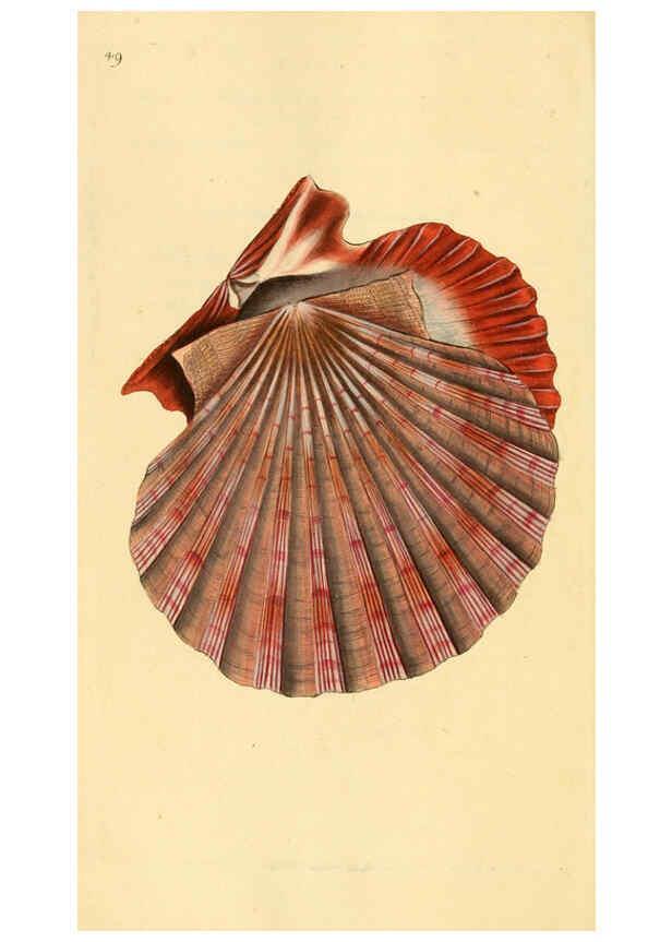 Reproducción/Reproduction 6126638783: The natural history of British shells. v.1-3. London :Printed for the Author, and for F.C. and J. Rivington, by Bye and Law,1800-1804