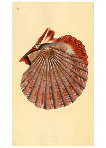 Reproducción/Reproduction 6126638783: The natural history of British shells. v.1-3. London :Printed for the Author, and for F.C. and J. Rivington, by Bye and Law,1800-1804