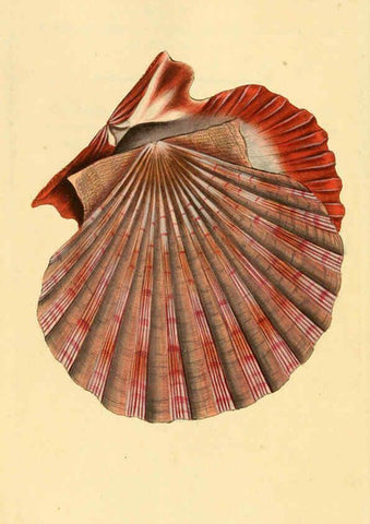 Reproducción/Reproduction 6126638783: The natural history of British shells. v.1-3. London :Printed for the Author, and for F.C. and J. Rivington, by Bye and Law,1800-1804