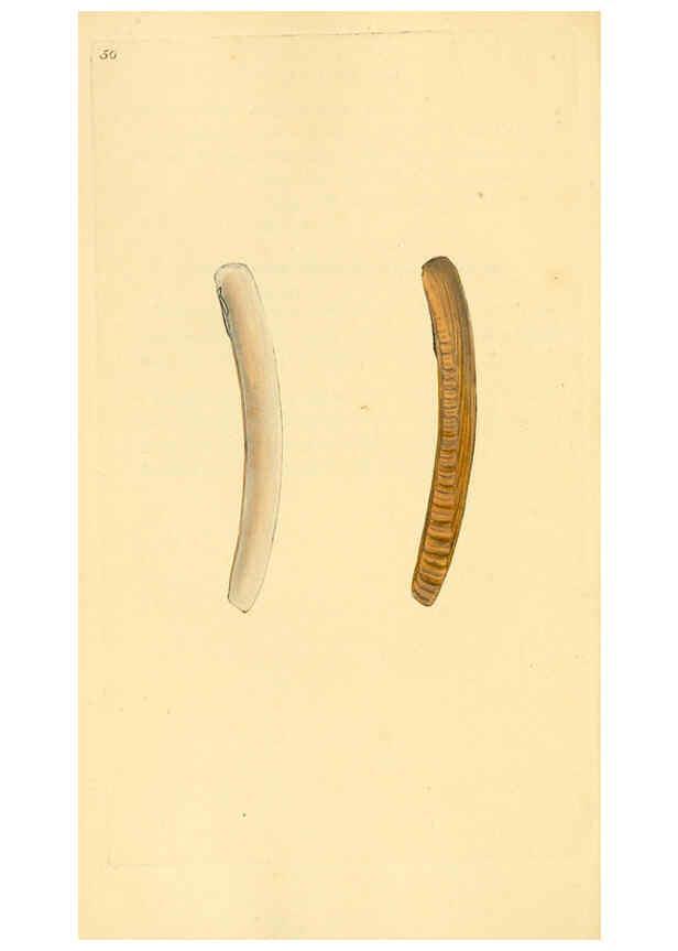 Reproducción/Reproduction 6126639071: The natural history of British shells. v.1-3. London :Printed for the Author, and for F.C. and J. Rivington, by Bye and Law,1800-1804