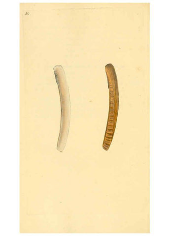 Reproducción/Reproduction 6126639071: The natural history of British shells. v.1-3. London :Printed for the Author, and for F.C. and J. Rivington, by Bye and Law,1800-1804