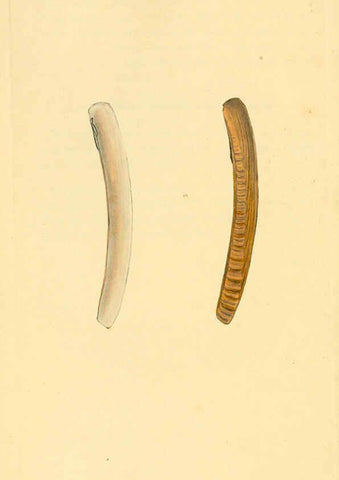 Reproducción/Reproduction 6126639071: The natural history of British shells. v.1-3. London :Printed for the Author, and for F.C. and J. Rivington, by Bye and Law,1800-1804