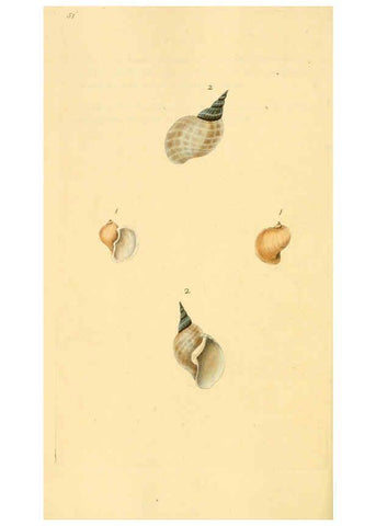 Reproducción/Reproduction 6126639317: The natural history of British shells. v.1-3. London :Printed for the Author, and for F.C. and J. Rivington, by Bye and Law,1800-1804