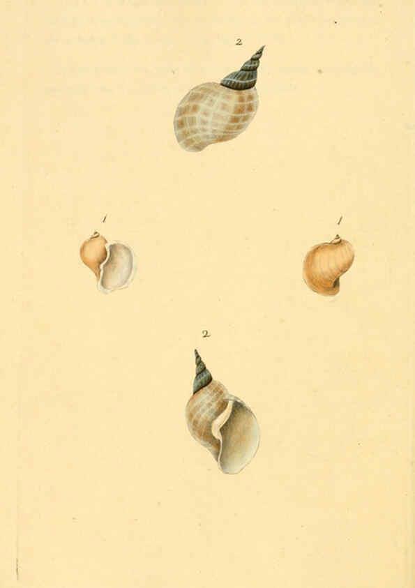 Reproducción/Reproduction 6126639317: The natural history of British shells. v.1-3. London :Printed for the Author, and for F.C. and J. Rivington, by Bye and Law,1800-1804