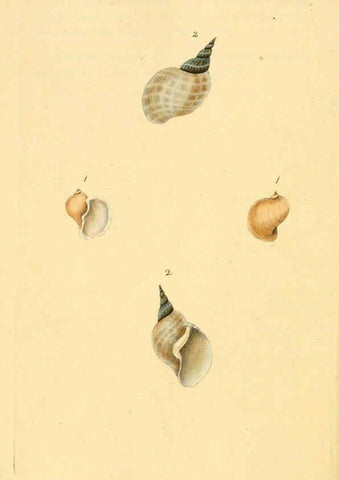 Reproducción/Reproduction 6126639317: The natural history of British shells. v.1-3. London :Printed for the Author, and for F.C. and J. Rivington, by Bye and Law,1800-1804