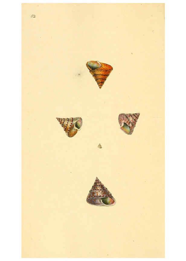 Reproducción/Reproduction 6127186398: The natural history of British shells. v.1-3. London :Printed for the Author, and for F.C. and J. Rivington, by Bye and Law,1800-1804