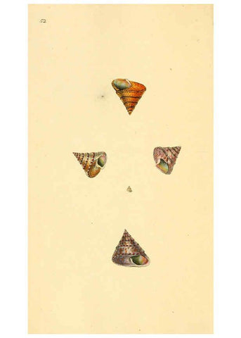 Reproducción/Reproduction 6127186398: The natural history of British shells. v.1-3. London :Printed for the Author, and for F.C. and J. Rivington, by Bye and Law,1800-1804