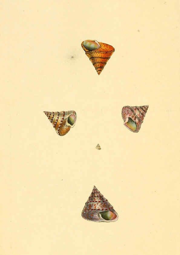 Reproducción/Reproduction 6127186398: The natural history of British shells. v.1-3. London :Printed for the Author, and for F.C. and J. Rivington, by Bye and Law,1800-1804