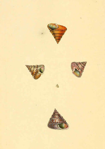 Reproducción/Reproduction 6127186398: The natural history of British shells. v.1-3. London :Printed for the Author, and for F.C. and J. Rivington, by Bye and Law,1800-1804