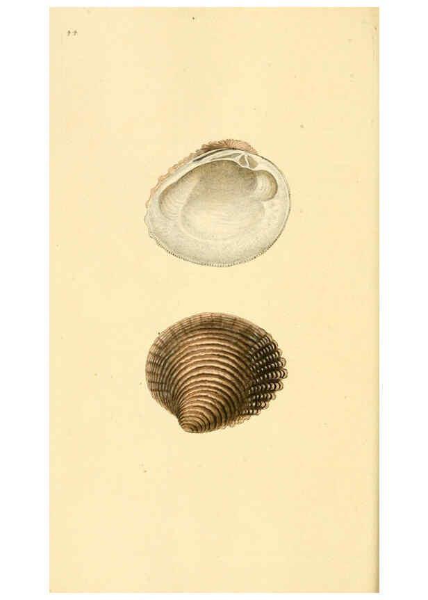 Reproducción/Reproduction 6127184060: The natural history of British shells. v.1-3. London :Printed for the Author, and for F.C. and J. Rivington, by Bye and Law,1800-1804