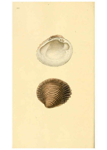 Reproducción/Reproduction 6127184060: The natural history of British shells. v.1-3. London :Printed for the Author, and for F.C. and J. Rivington, by Bye and Law,1800-1804