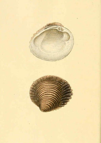 Reproducción/Reproduction 6127184060: The natural history of British shells. v.1-3. London :Printed for the Author, and for F.C. and J. Rivington, by Bye and Law,1800-1804
