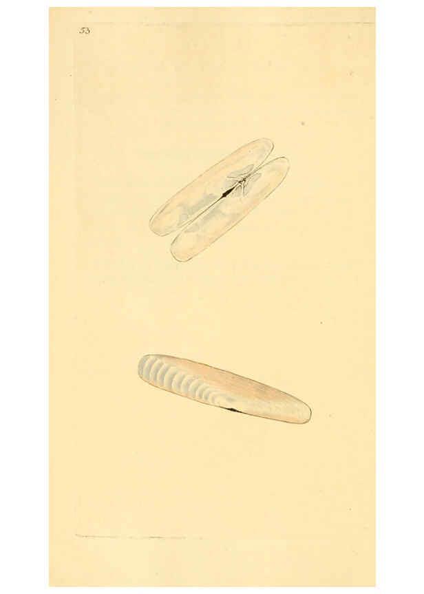 Reproducción/Reproduction 6127186624: The natural history of British shells. v.1-3. London :Printed for the Author, and for F.C. and J. Rivington, by Bye and Law,1800-1804