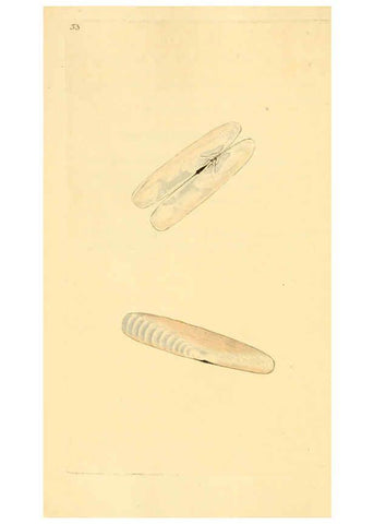 Reproducción/Reproduction 6127186624: The natural history of British shells. v.1-3. London :Printed for the Author, and for F.C. and J. Rivington, by Bye and Law,1800-1804