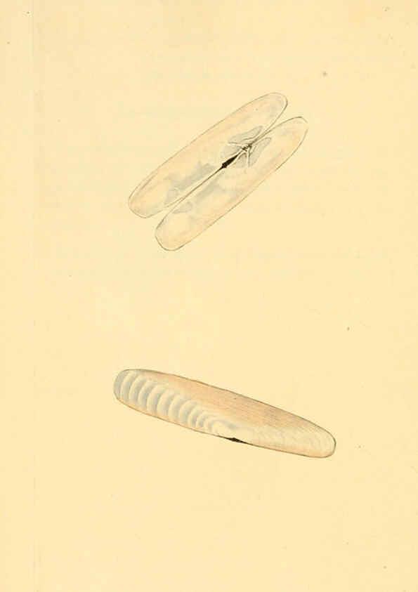 Reproducción/Reproduction 6127186624: The natural history of British shells. v.1-3. London :Printed for the Author, and for F.C. and J. Rivington, by Bye and Law,1800-1804