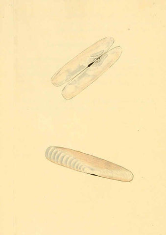 Reproducción/Reproduction 6127186624: The natural history of British shells. v.1-3. London :Printed for the Author, and for F.C. and J. Rivington, by Bye and Law,1800-1804