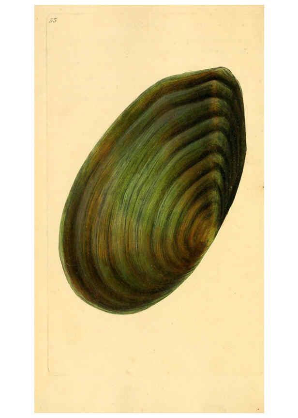 Reproducción/Reproduction 6127187248: The natural history of British shells. v.1-3. London :Printed for the Author, and for F.C. and J. Rivington, by Bye and Law,1800-1804