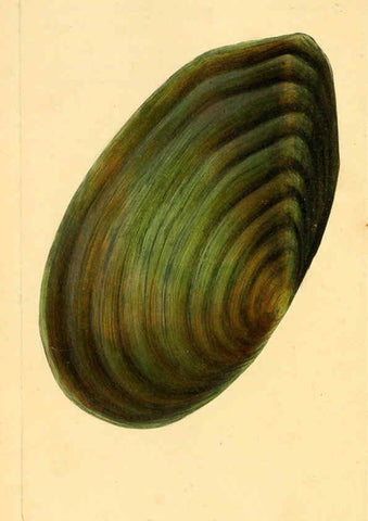 Reproducción/Reproduction 6127187248: The natural history of British shells. v.1-3. London :Printed for the Author, and for F.C. and J. Rivington, by Bye and Law,1800-1804