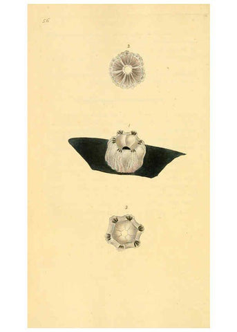 Reproducción/Reproduction 6126640713: The natural history of British shells. v.1-3. London :Printed for the Author, and for F.C. and J. Rivington, by Bye and Law,1800-1804