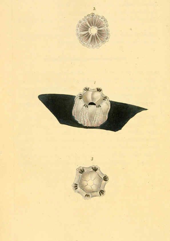 Reproducción/Reproduction 6126640713: The natural history of British shells. v.1-3. London :Printed for the Author, and for F.C. and J. Rivington, by Bye and Law,1800-1804